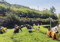 厦门军营村团建：解锁高山云境的团队凝聚力密码