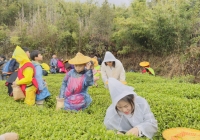 厦门亲子研学推荐之军营村高山茶园之旅：亲子采茶制茶研学体验 ... ...