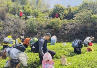 厦门军营村：山林间的团建欢歌