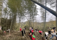 厦门春游天花板！躲进同安军营村，挖笋采茶把春天“打包”带回家！ ...