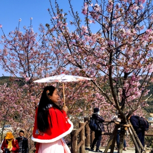 三八节限定 | 厦门军营村邀妳共赴春日盛宴